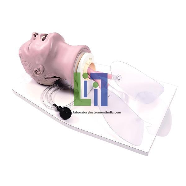 Adult,airway trainer