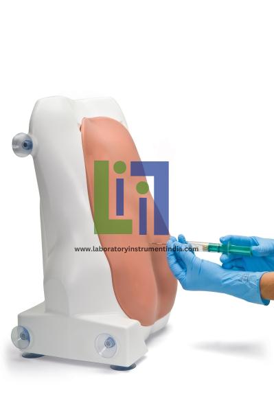 Adult,lumbar puncture trainer